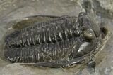 Diademaproetus Trilobite - Ofaten, Morocco #310519-2